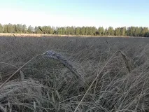 С Днём работника сельского хозяйства и перерабатывающей промышленности!