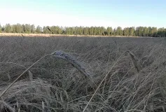 С Днём работника сельского хозяйства и перерабатывающей промышленности!