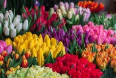 Дорогие женщины городского округа город Выкса! Примите поздравления с весенним праздником — Международным женским днем!