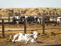 Информационное письмо о курсах повышения квалификации "Менеджмент крестьянского (фермерского) хозяйства"