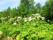 На борьбу с борщевиком в Нижегородской области в 2020 году выделят более девяти миллионов рублей